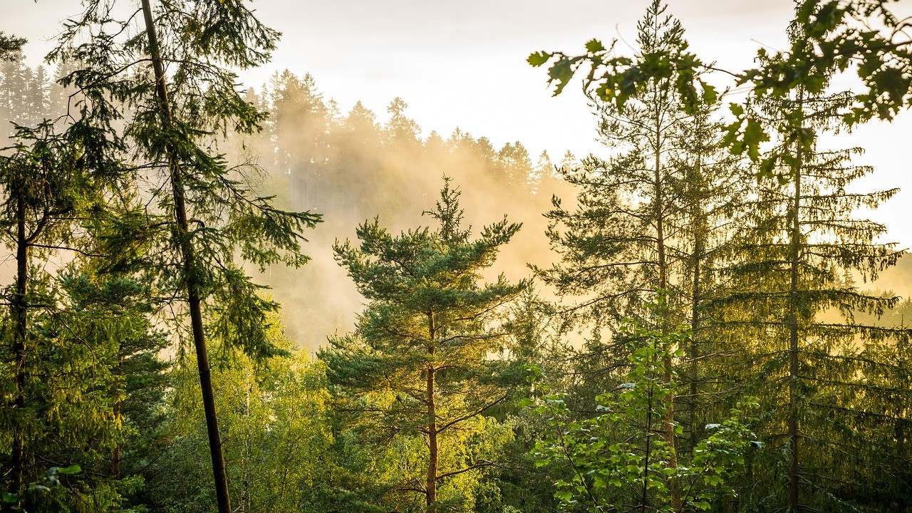 forest-7461808_1280 (1)_169